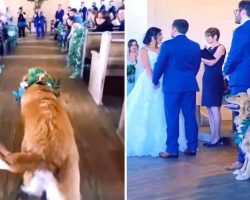 Funny Dog Gets Distracted While Walking Down The Aisle At Wedding