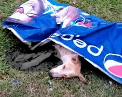 Local Dog Found Covered With A Poster And Unable To Move