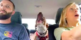 Rescued Dog Now Entertains Mom With Hilarious Screams