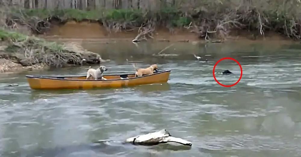 Heroic Dog Rescues Two Dogs Trapped In A Moving Kayak