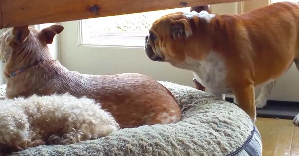 Bulldog Throws Temper Tantrum About Stolen Bed