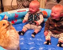 Twin Babies Can’t Stop Giggling At Pomeranian Pup