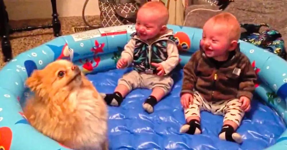 Twin Babies Can’t Stop Giggling At Pomeranian Pup