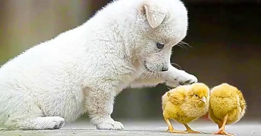 Adorable Puppy Loves Playing With Baby Chicks
