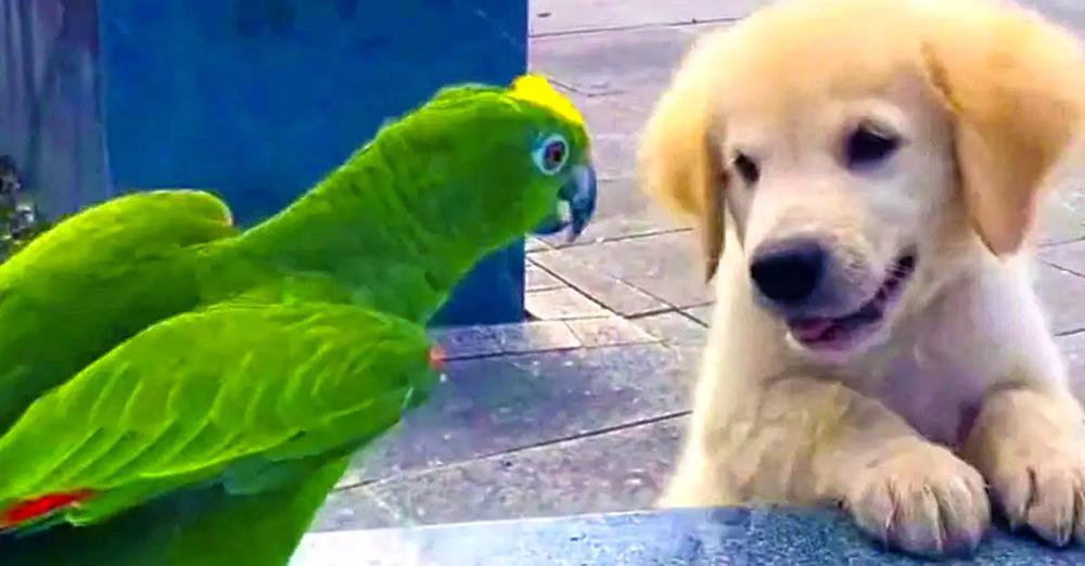 Golden Puppy And Parrot Are The Cutest Playing Together