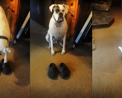 Boxer Dog Walks Around In Style Wearing A Pair Of Crocs