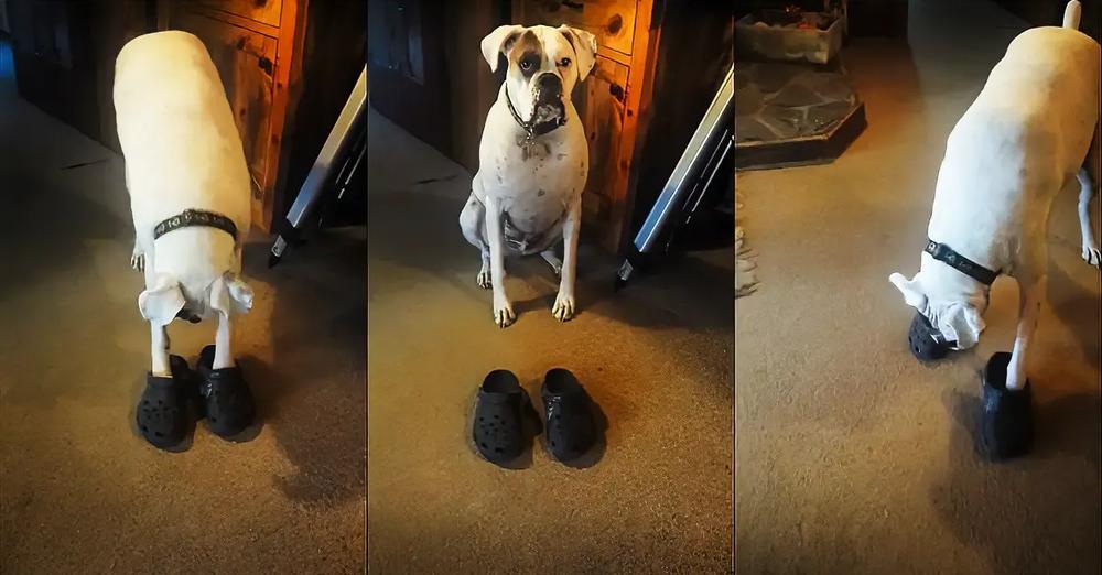 Boxer Dog Walks Around In Style Wearing A Pair Of Crocs