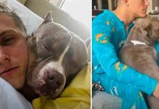 Clingiest Pit Bull Follows Parents Around To Copy Everything They Do