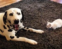 Determined Kitten Tries To Get Dalmatian’s Attention To Play