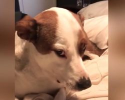 Mom Hears Noise In Dog’s Mouth And Sees The Guilty Look On His Face