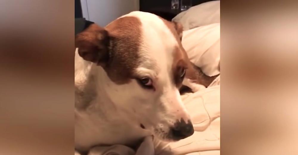Mom Hears Noise In Dog’s Mouth And Sees The Guilty Look On His Face