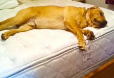 Lazy Pooch Won’t Budge From Bed, Then Owner Shouts ‘Squirrel’