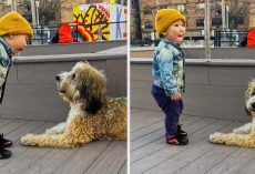 Excited Toddler Meets A Puppy For The First Time In His Life