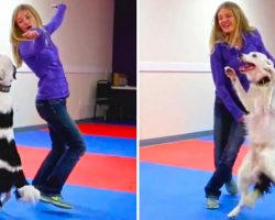 This Dancing Dog Has A Routine That Is Too Cute To Miss