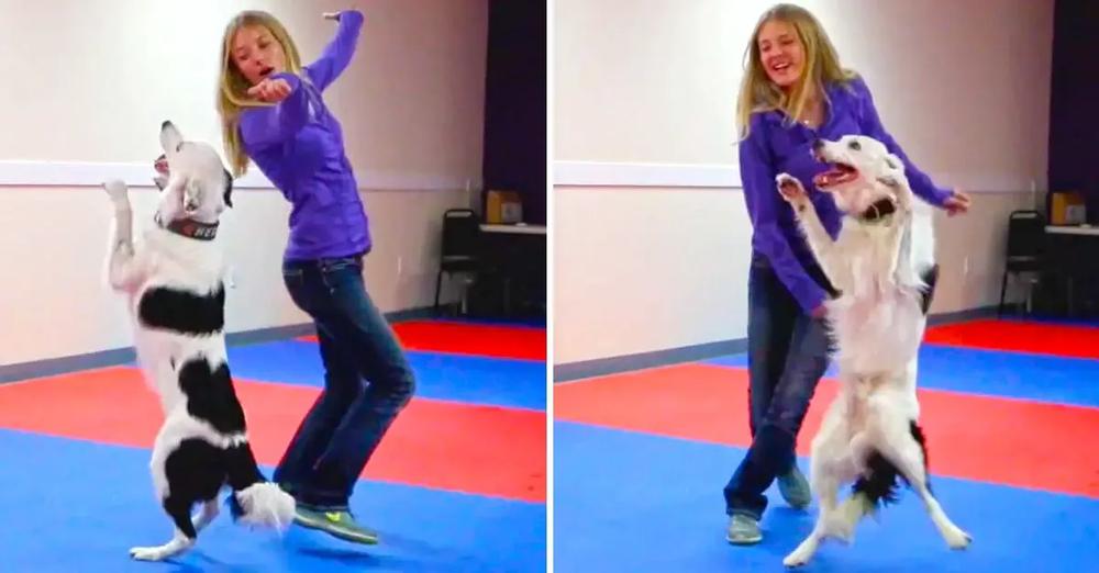 This Dancing Dog Has A Routine That Is Too Cute To Miss