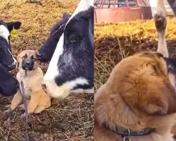 Puppy Gets Swarmed With Kisses From Cow Friends