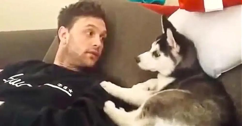 Husky Puppy Has ‘Heated Debate’ With His Owner