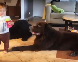 This Toddler’s Reaction After Kissing His Dog Is Hilarious