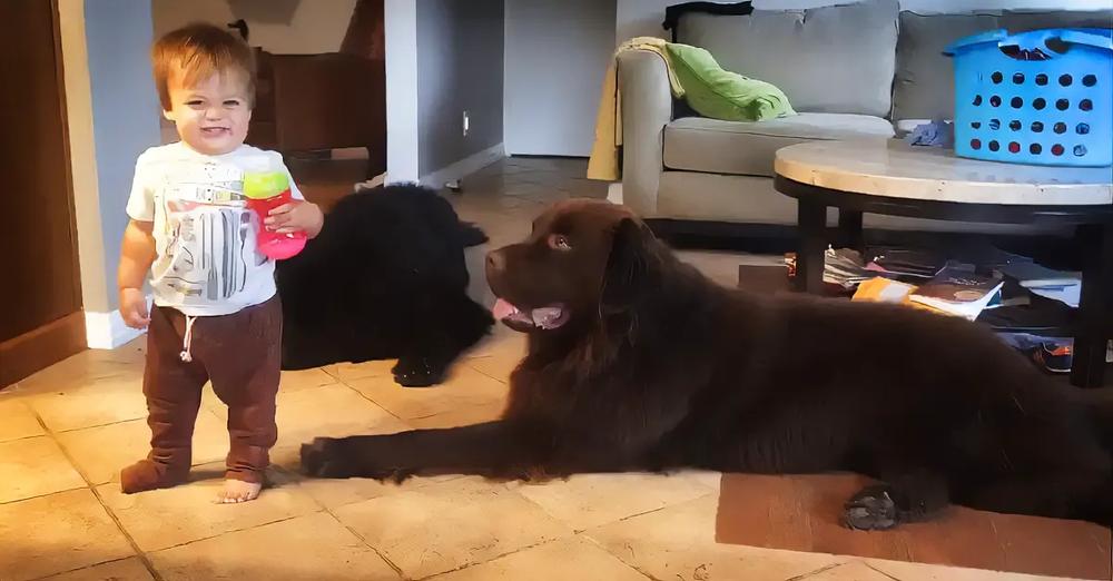 This Toddler’s Reaction After Kissing His Dog Is Hilarious