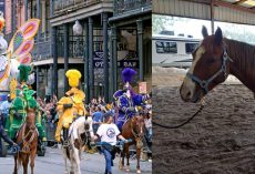 Horses from New Orleans Mardi Gras parade up for adoption — rescue program saves them from slaughter