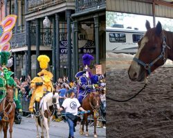 Horses from New Orleans Mardi Gras parade up for adoption — rescue program saves them from slaughter