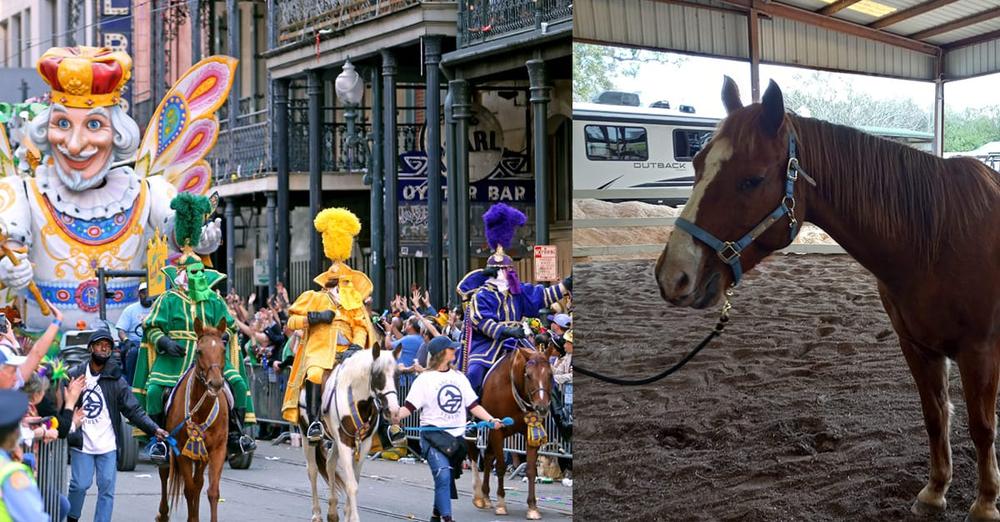 Horses from New Orleans Mardi Gras parade up for adoption — rescue program saves them from slaughter