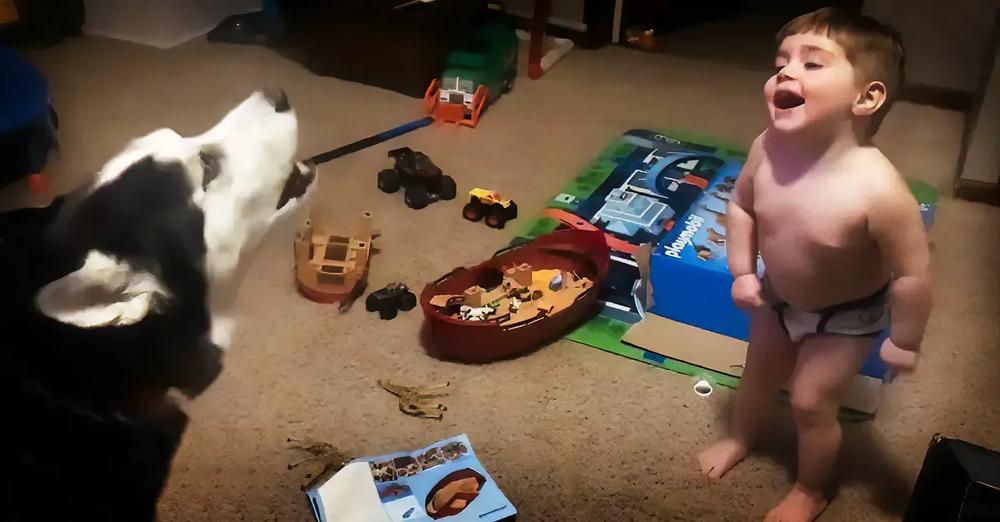 Toddler Can’t Stop Laughing As He Learns To Howl With His Husky Friend