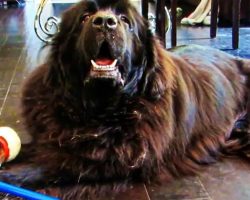 Guilty Newfoundland Ate A Cupcake, Gets Defensive When Mom Brings Up The Topic