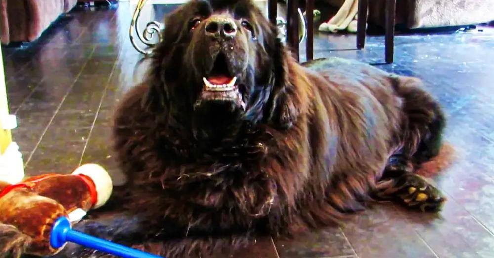 Guilty Newfoundland Ate A Cupcake, Gets Defensive When Mom Brings Up The Topic