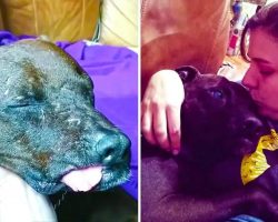 Bait Dog Discovers Love And Happiness For The First Time