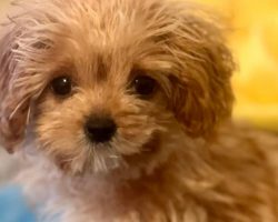 Puppy Bowl fans heartbroken to learn Sweetpea, littlest contestant ever, has died — rest in peace