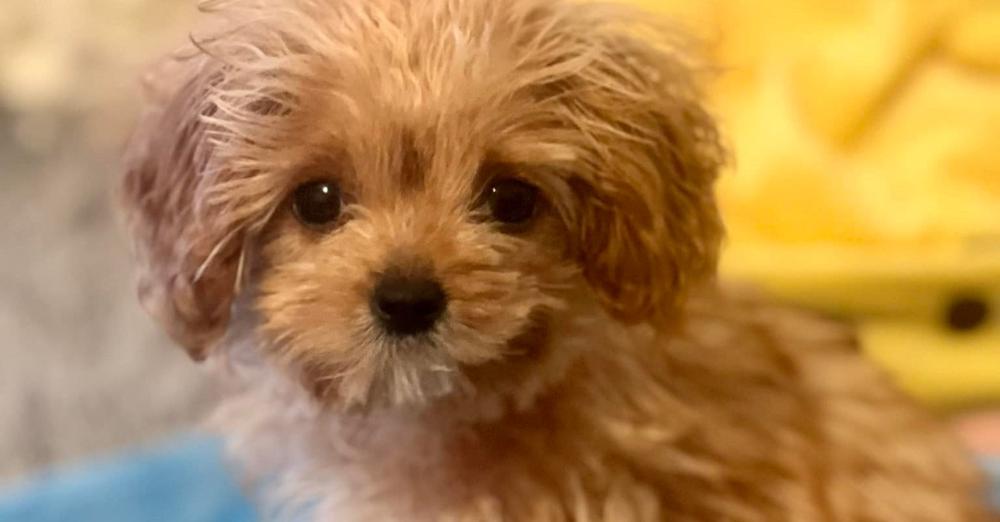 Puppy Bowl fans heartbroken to learn Sweetpea, littlest contestant ever, has died — rest in peace