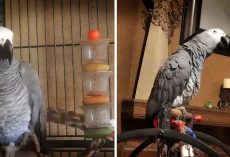 Annoyed Parrot Tells Off Dogs For Barking Too Much