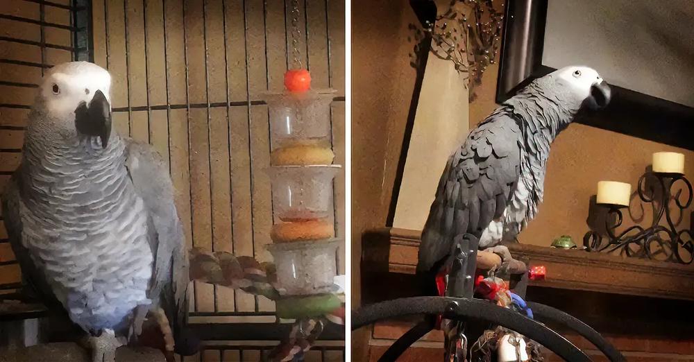 Annoyed Parrot Tells Off Dogs For Barking Too Much