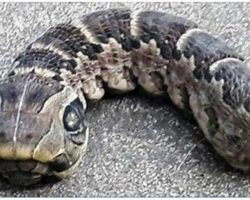 Woman discovers strange snake-like creature – you won’t believe what it really is