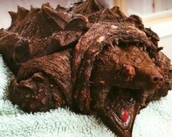 A woman walking her dog finds dinosaur-like creature in a lake – is shocked when she learns what it really is