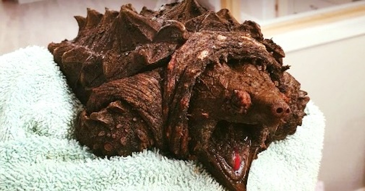 A woman walking her dog finds dinosaur-like creature in a lake – is shocked when she learns what it really is