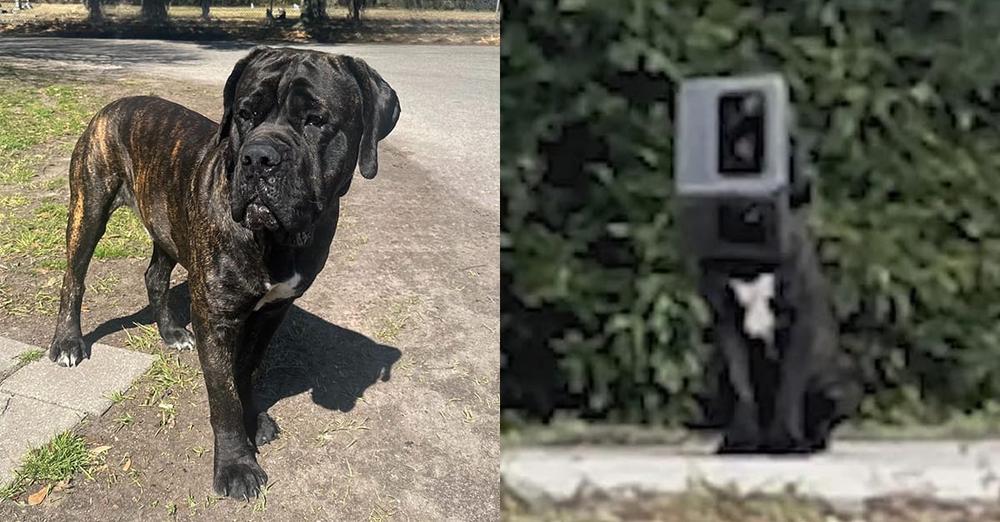 Stray dog had a box stuck on his head for nearly a year — a recent rescue changed everything