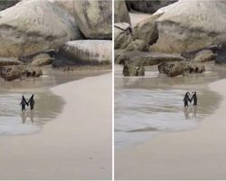 Penguin Couple Spotted ‘Romantically’ Holding Hands While Walking Along Beach