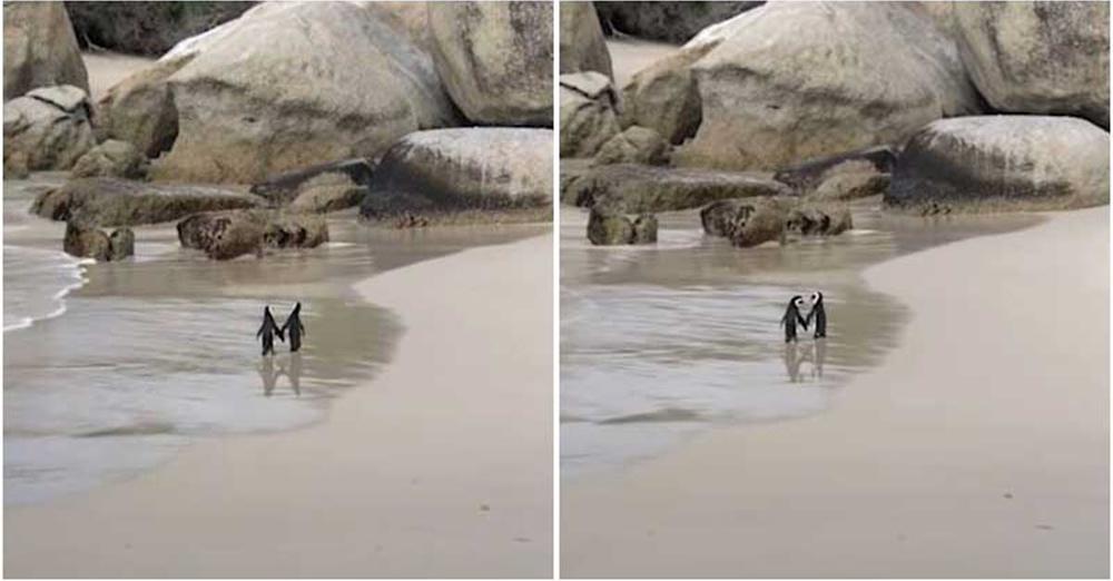 Penguin Couple Spotted ‘Romantically’ Holding Hands While Walking Along Beach