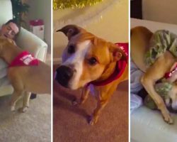 Dog is SO Excited After Soldier Returns Home To Surprise Him