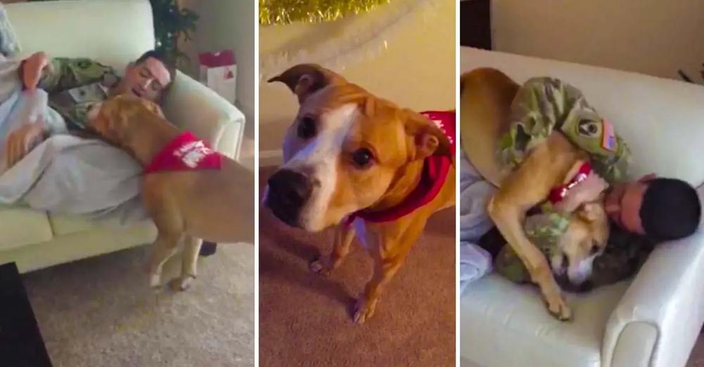 Dog is SO Excited After Soldier Returns Home To Surprise Him