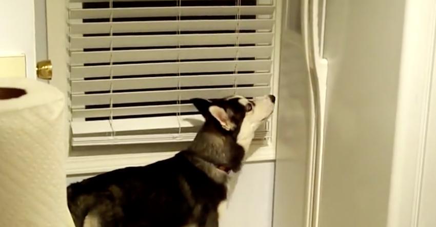 Husky approaches the fridge, and owners soon realize he’s been watching them all along