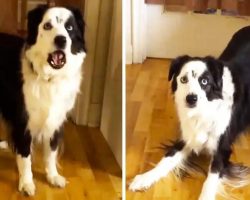 Dog On Diet Throws Temper Tantrum When Denied Cookies