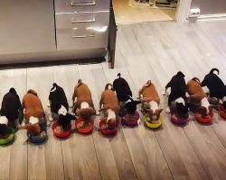 14 Cute Basenji Puppies All Enjoying A Meal Together