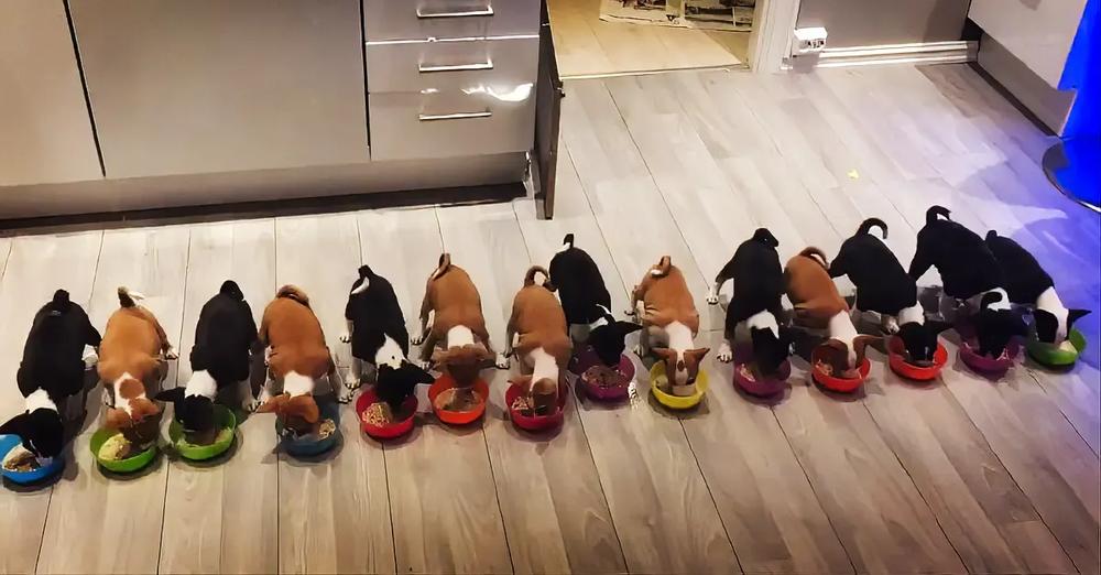 14 Cute Basenji Puppies All Enjoying A Meal Together