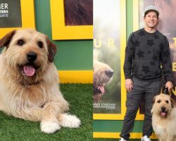 Mark Wahlberg says he “fell in love” with his dog co-star, tried to buy him from trainer