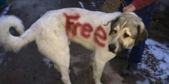 Poor dog found with the word ‘FREE’ spray painted across his fur