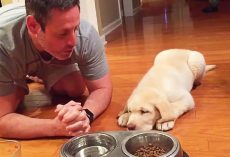 Labrador Retriever Puppy Prays Before Every Meal