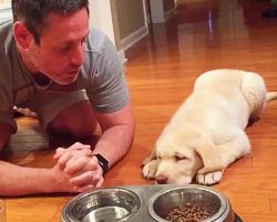 Labrador Retriever Puppy Prays Before Every Meal